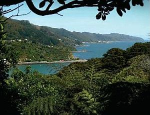 wellington harbour coast